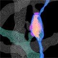 A 3D view of an atypical multi-synaptic bouton